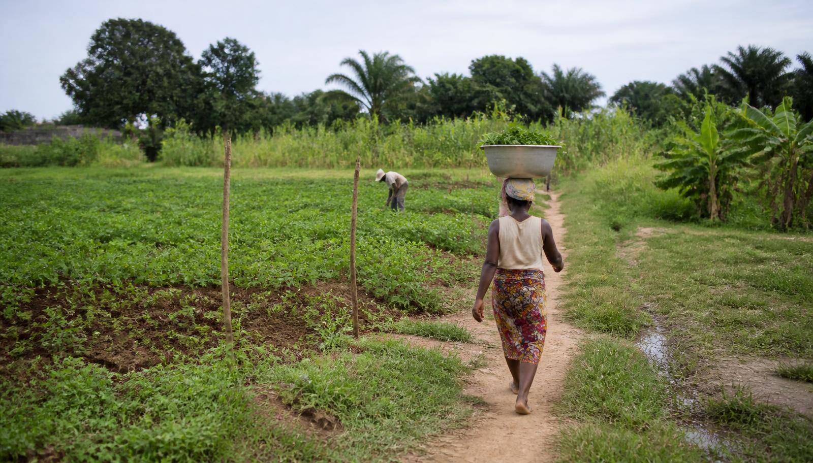 Champs cultivés et petites exploitations agricoles du sud du Bénin