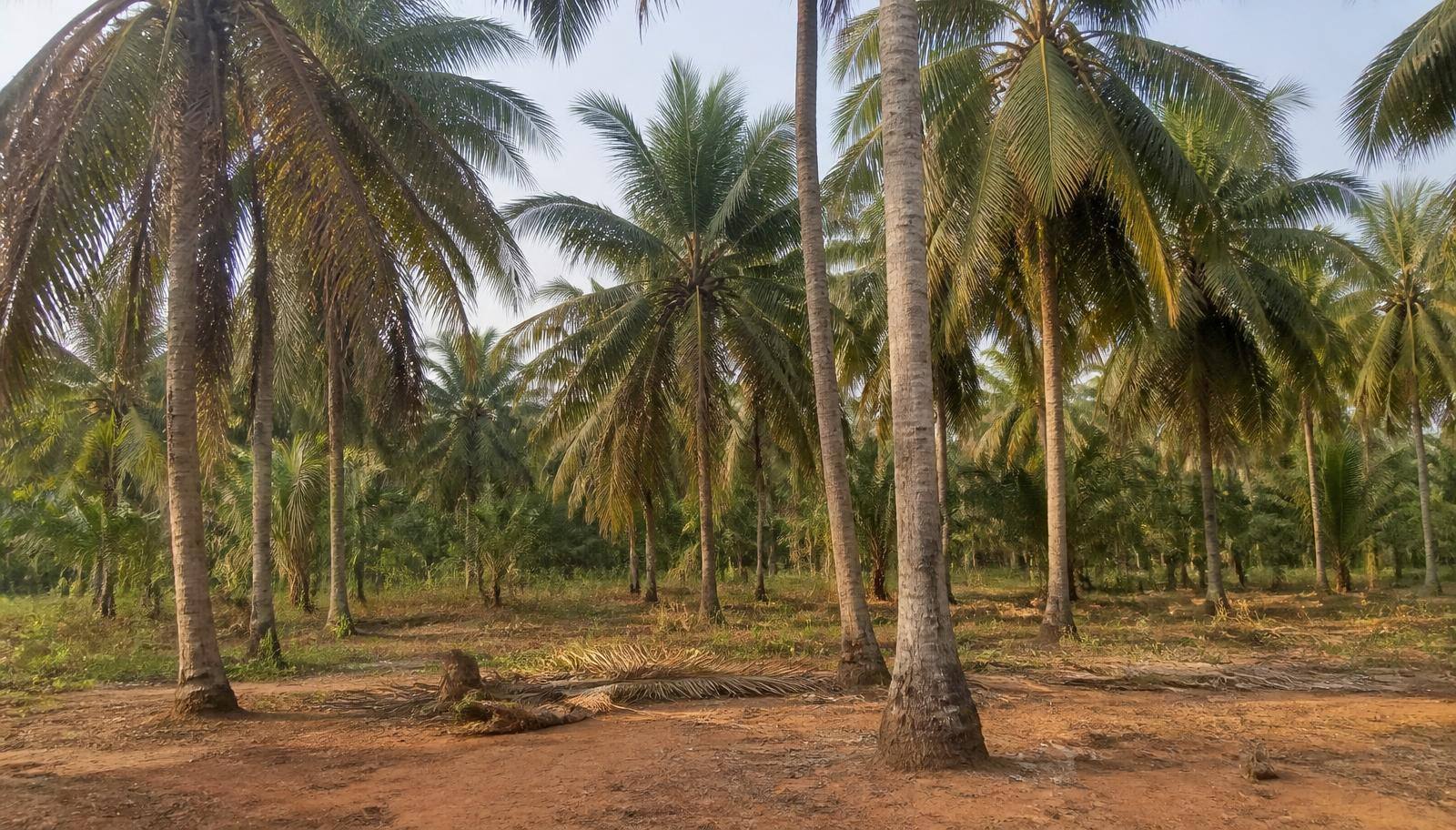 Grande cocoteraie naturelle sur sol sableux à Sèmè-Podji