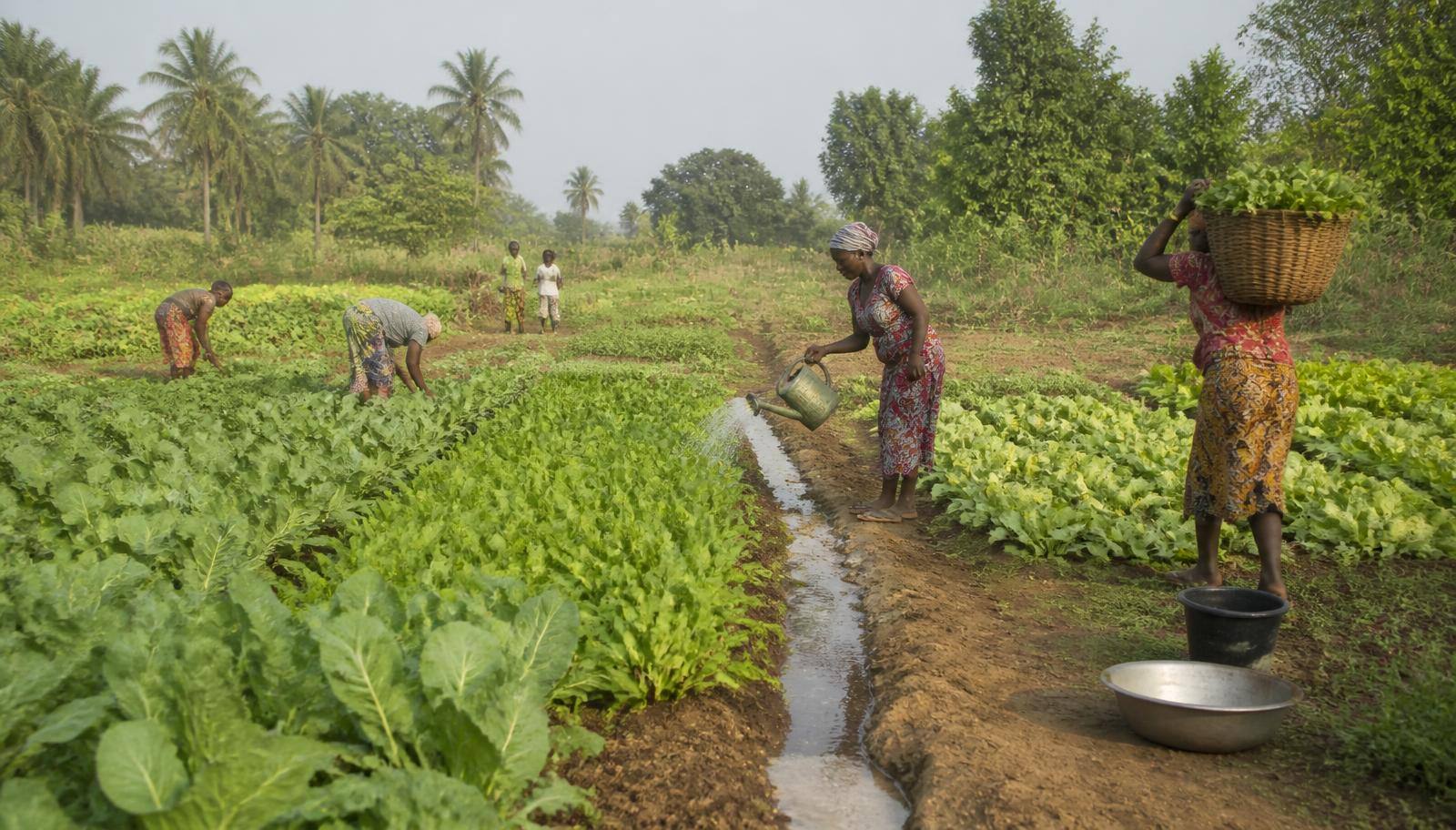 Planches maraîchères irriguées et agriculteurs au travail